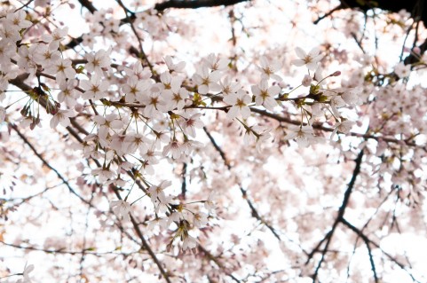 任意後見人の方からご葬儀の依頼あり！